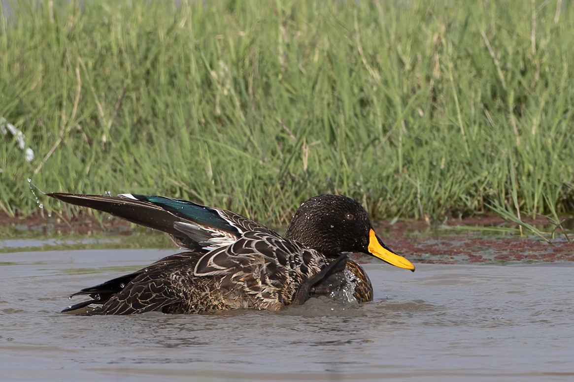 Yellow-billed Duck